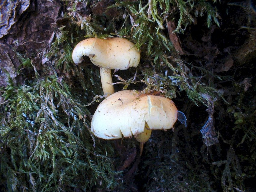 monti simbruini tra prati in fiore e verdi faggete